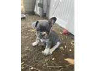 French Bulldog Puppy for sale in Rancho Cucamonga, CA, USA