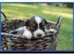 Miniature Australian Shepherd Puppy for sale in Lillington, NC, USA