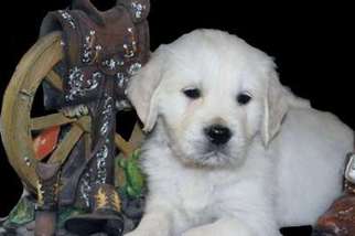Golden Retriever Puppy for sale in Howard City, MI, USA