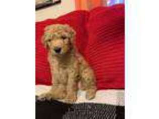 Goldendoodle Puppy for sale in Marshall, NC, USA