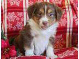 Australian Shepherd Puppy for sale in Blain, PA, USA