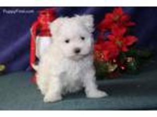 Maltese Puppy for sale in Morgantown, PA, USA