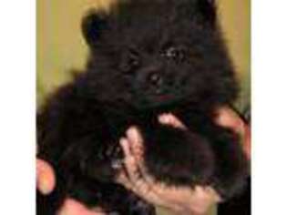 Pomeranian Puppy for sale in Berkeley Springs, WV, USA