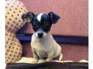 Chihuahua Puppy for sale in Roseville, CA, USA