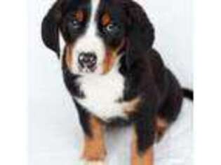 Greater Swiss Mountain Dog Puppy for sale in Haviland, OH, USA
