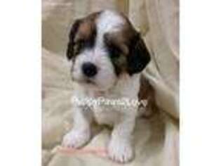 Cavachon Puppy for sale in Sibley, IA, USA