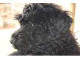 Mutt Puppy for sale in Canaan, IN, USA