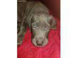 Great Dane Puppy for sale in Coatesville, PA, USA