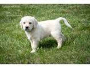 Labradoodle Puppy for sale in Harrisonburg, VA, USA