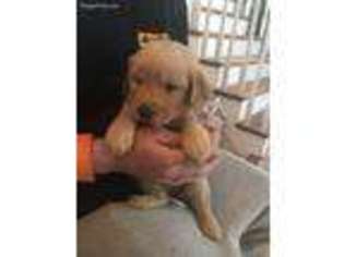Golden Retriever Puppy for sale in Dartmouth, MA, USA