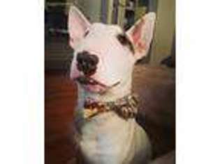 Bull Terrier Puppy for sale in North Bennington, VT, USA