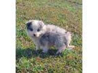 Border Collie Puppy for sale in Newalla, OK, USA