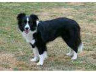 Border Collie Puppy for sale in Norris City, IL, USA