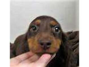 Dachshund Puppy for sale in Pomona, MO, USA