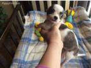 Chihuahua Puppy for sale in Staunton, IL, USA