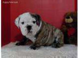 Bulldog Puppy for sale in Neelyville, MO, USA