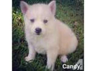 Mutt Puppy for sale in BRUIN, KY, USA