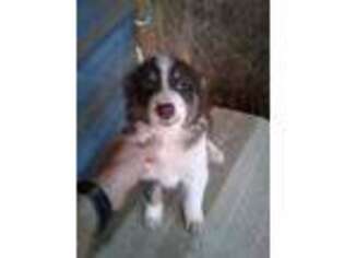 Australian Shepherd Puppy for sale in Burlington, NC, USA