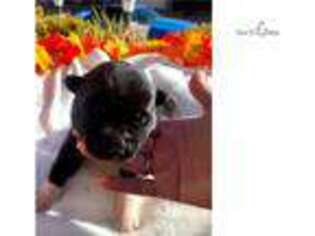 Akita Puppy for sale in Las Vegas, NV, USA