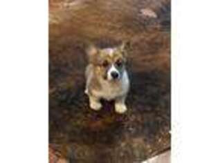 Pembroke Welsh Corgi Puppy for sale in Greenville, TX, USA