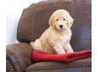 Mutt Puppy for sale in Mc Leansville, NC, USA