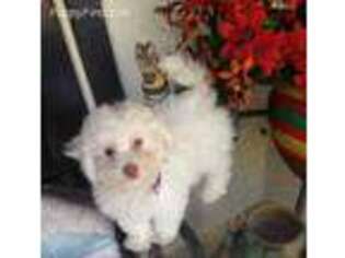Bichon Frise Puppy for sale in Fallbrook, CA, USA