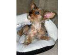 Yorkshire Terrier Puppy for sale in Ontario, OH, USA