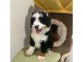 Mutt Puppy for sale in Arcadia, CA, USA