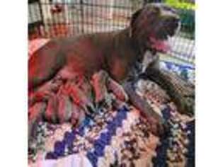 Cane Corso Puppy for sale in Bushkill, PA, USA