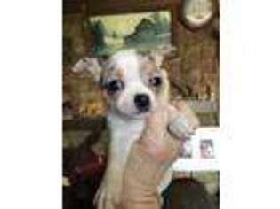 Chihuahua Puppy for sale in Germantown, OH, USA
