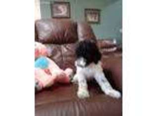 Labradoodle Puppy for sale in Jackson, GA, USA