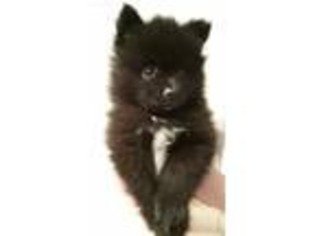 Pomeranian Puppy for sale in Clarkston, MI, USA