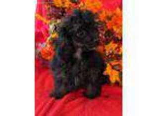 Mutt Puppy for sale in SPRINGFIELD, TN, USA