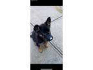 German Shepherd Dog Puppy for sale in Astoria, NY, USA