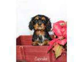 Cavalier King Charles Spaniel Puppy for sale in Waterloo, NY, USA