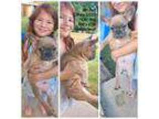 French Bulldog Puppy for sale in Oklahoma City, OK, USA