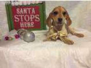 Beagle Puppy for sale in Ava, MO, USA