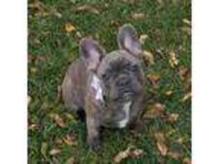French Bulldog Puppy for sale in Palmyra, MO, USA