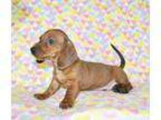 Dachshund Puppy for sale in Roseville, CA, USA