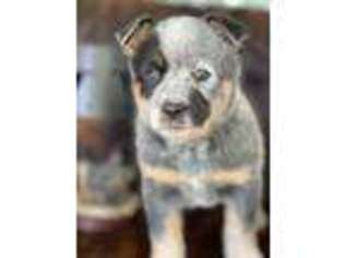 Australian Cattle Dog Puppy for sale in Cropwell, AL, USA