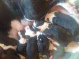 Boston Terrier Puppy for sale in Mims, FL, USA