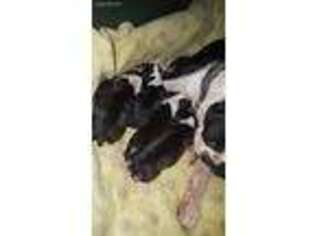 Boston Terrier Puppy for sale in Fowler, IN, USA