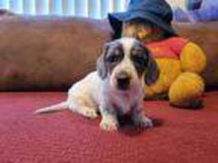 Dachshund Puppy for sale in Torrance, CA, USA