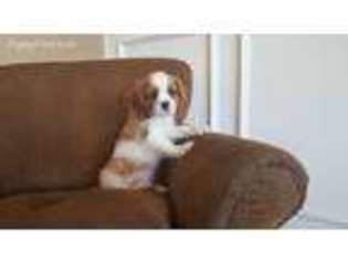 Cavalier King Charles Spaniel Puppy for sale in Folsom, CA, USA