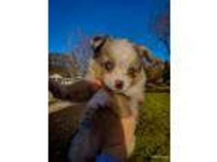 Miniature Australian Shepherd Puppy for sale in Muncie, IN, USA