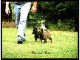 Belgian Malinois Puppy for sale in Sharpsburg, MD, USA