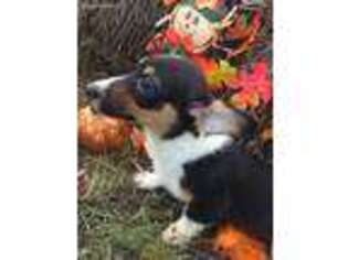Pembroke Welsh Corgi Puppy for sale in Exeter, MO, USA