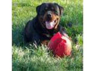Rottweiler Puppy for sale in Dunnellon, FL, USA