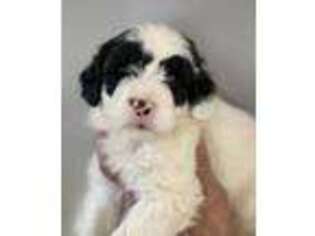Portuguese Water Dog Puppy for sale in Nevada, OH, USA