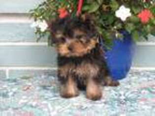 Yorkshire Terrier Puppy for sale in Pinellas Park, FL, USA